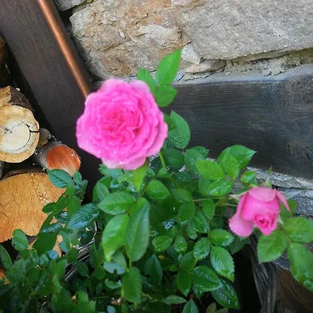 кондеви къщи * Kovačevica